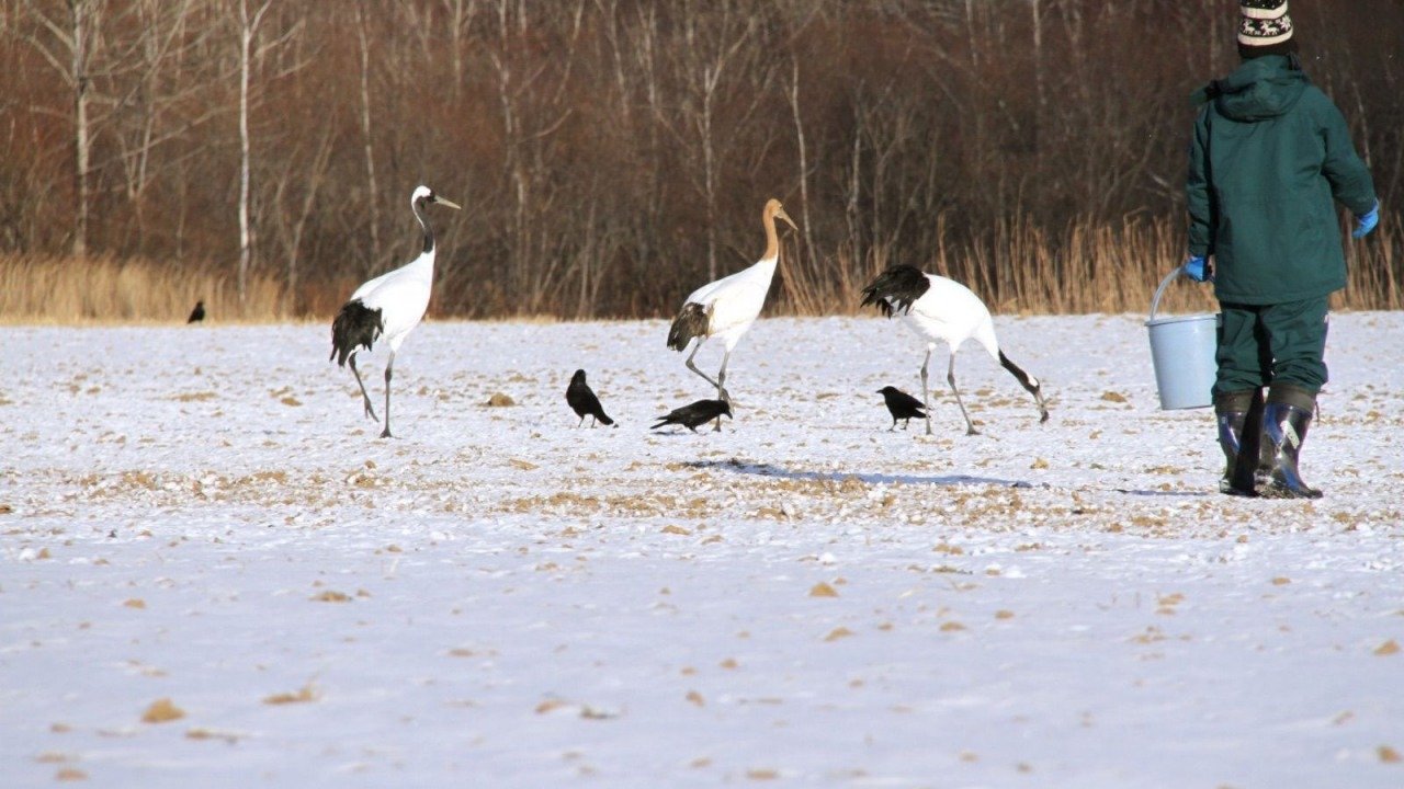 🦢 아칸 국제 두루미 센터 (아칸 코쿠사이 쓰루 센타 구루스) 이미지 3